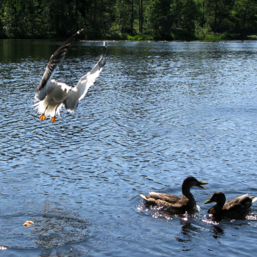 seagull incoming