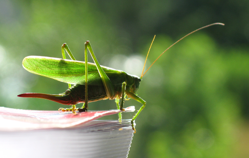 grasshopper2