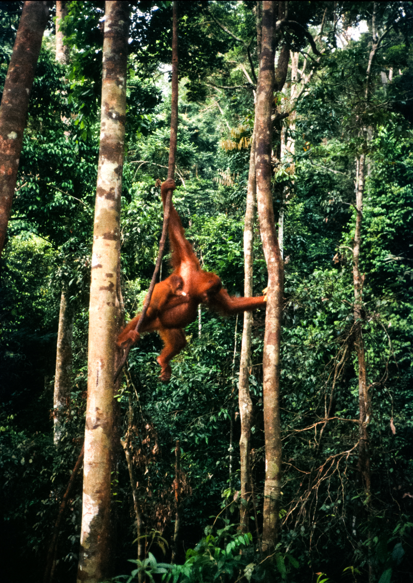 orang utans, sumatra
