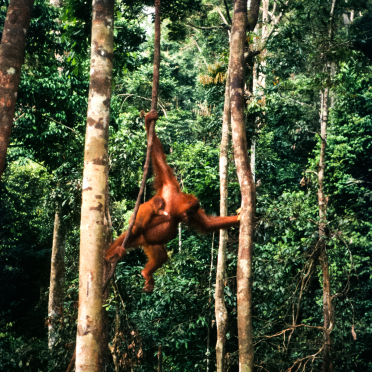 orang utans, sumatra