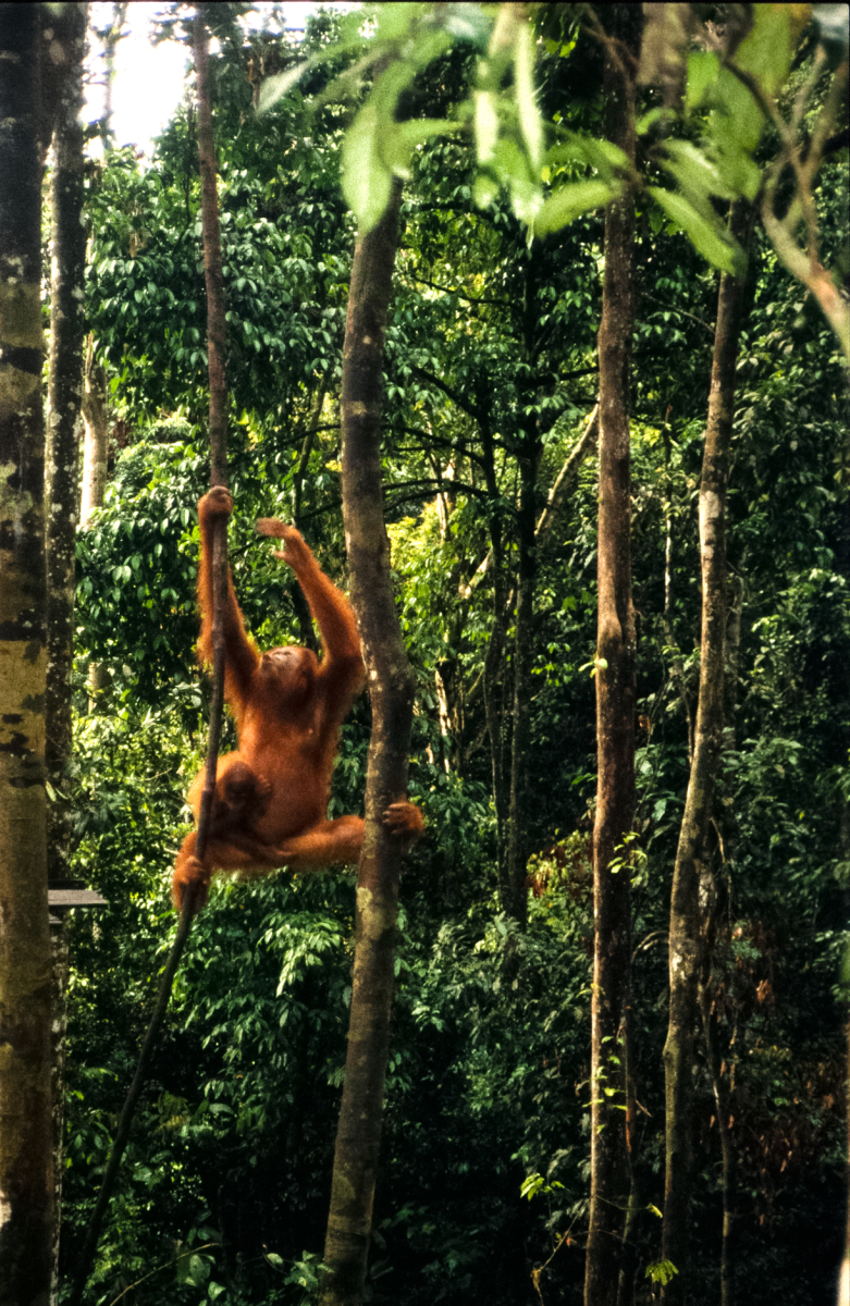 orang utans