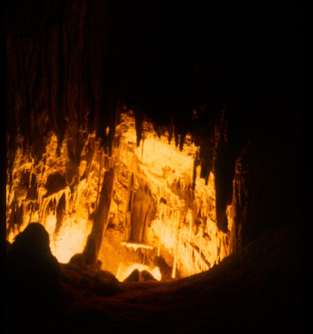 tassie