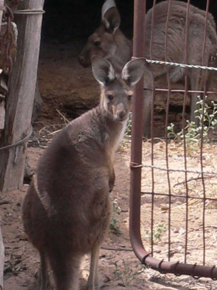 roo