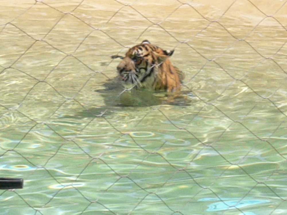 tiger