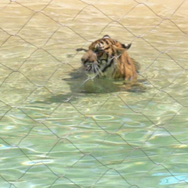 tiger