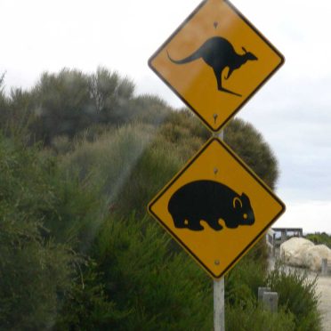 roo and wombat