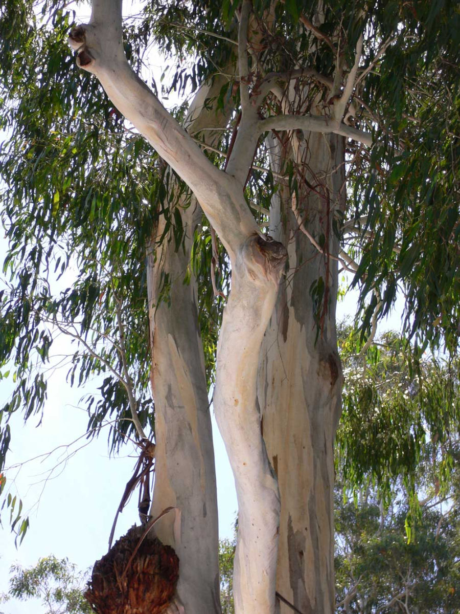 gum tree