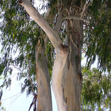 gum tree