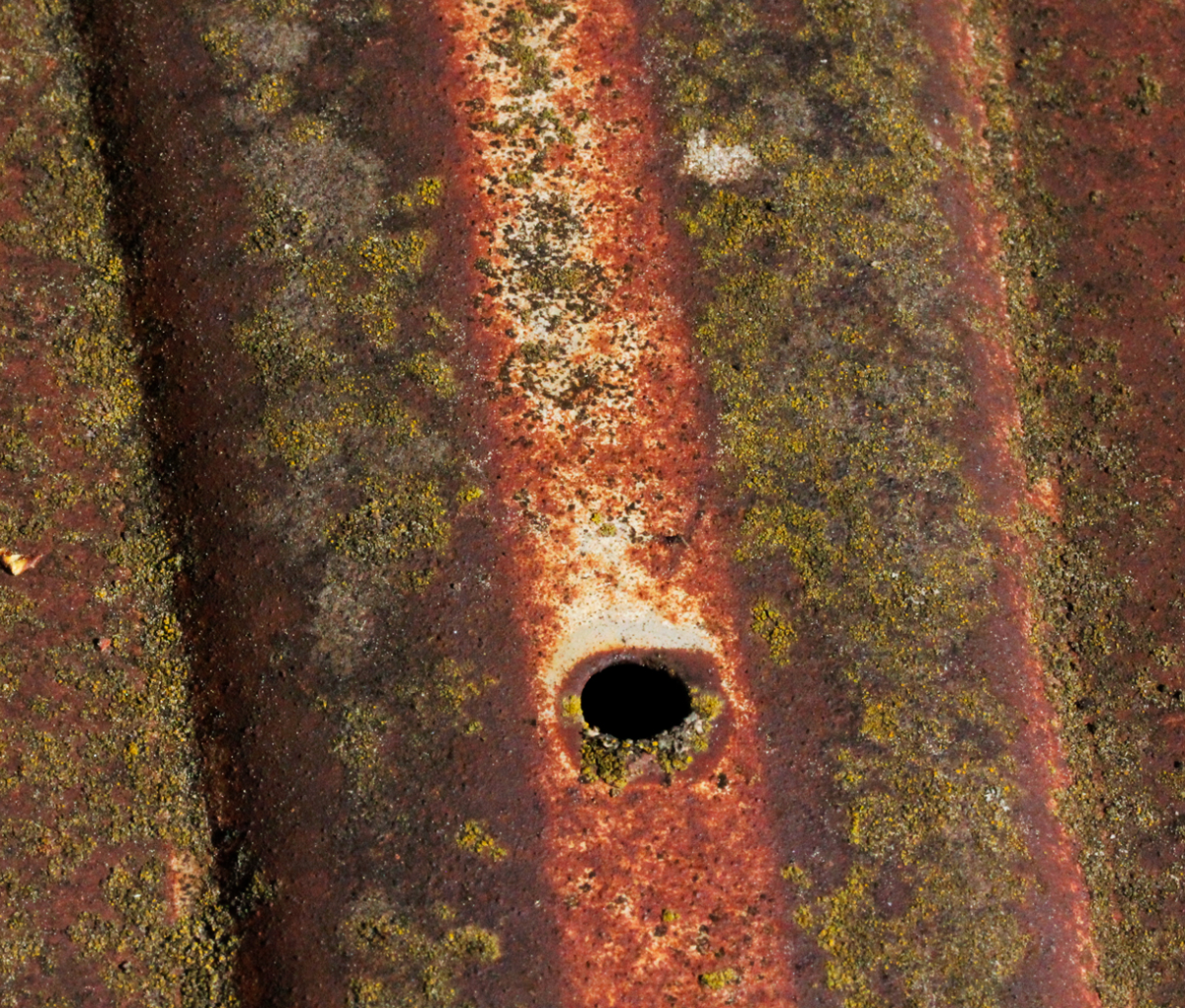 vw bonnet
