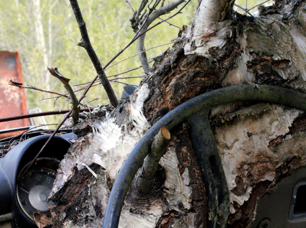 birch wheel