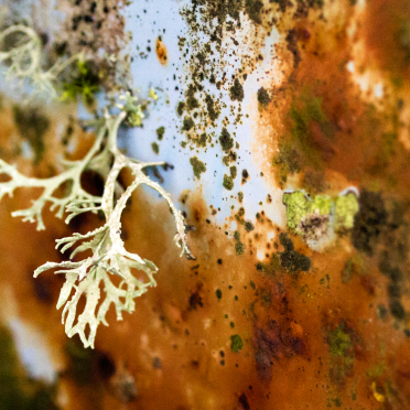 nature always wins