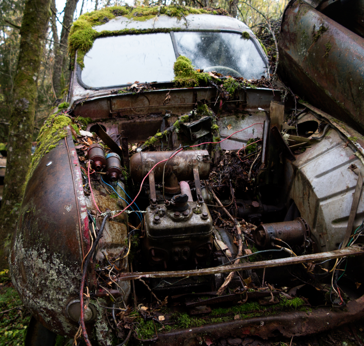 innards