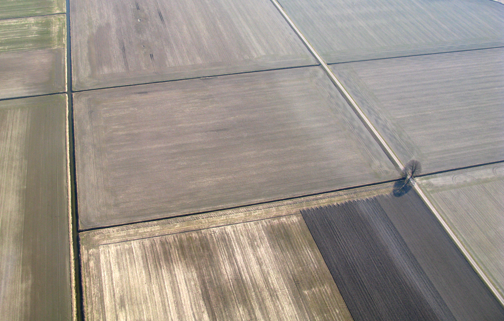 carpet fields