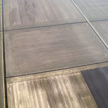 carpet fields