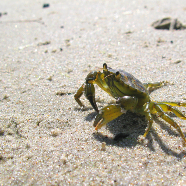 crab