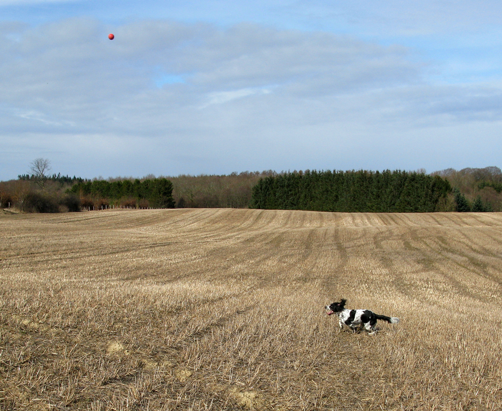 ball and dog