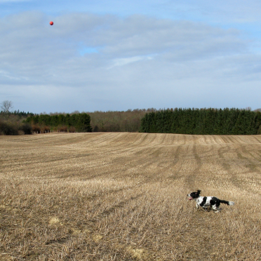 ball and dog