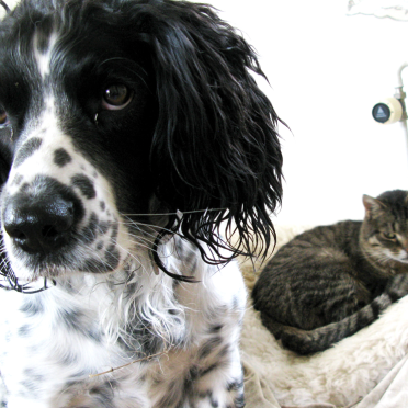 cat & dog