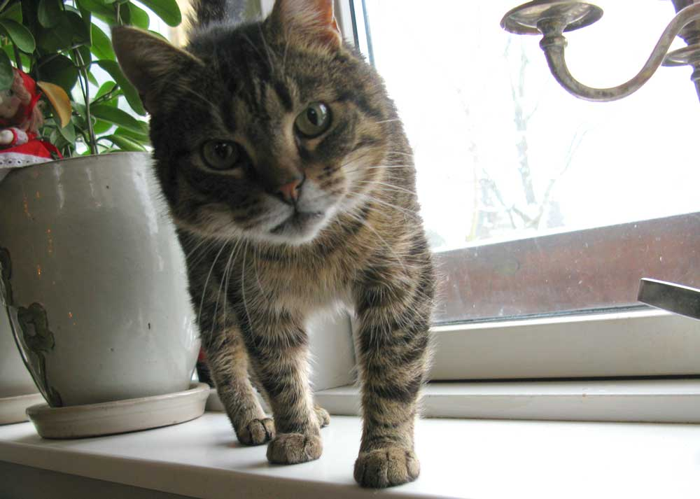 sisser_kitty