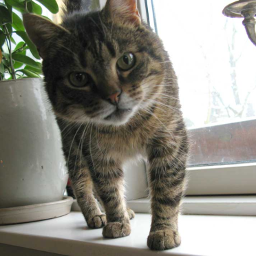 sisser_kitty