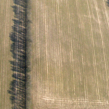 trees and shadows
