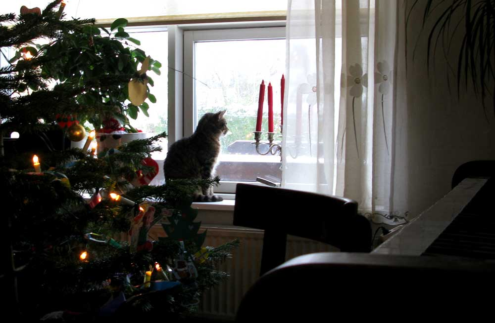xmas_cat