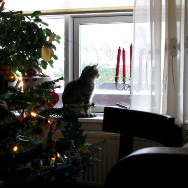 xmas_cat