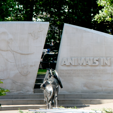 animals in war