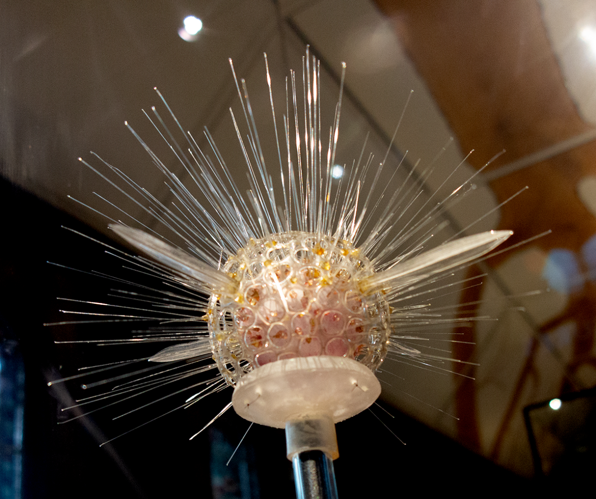 radiolara