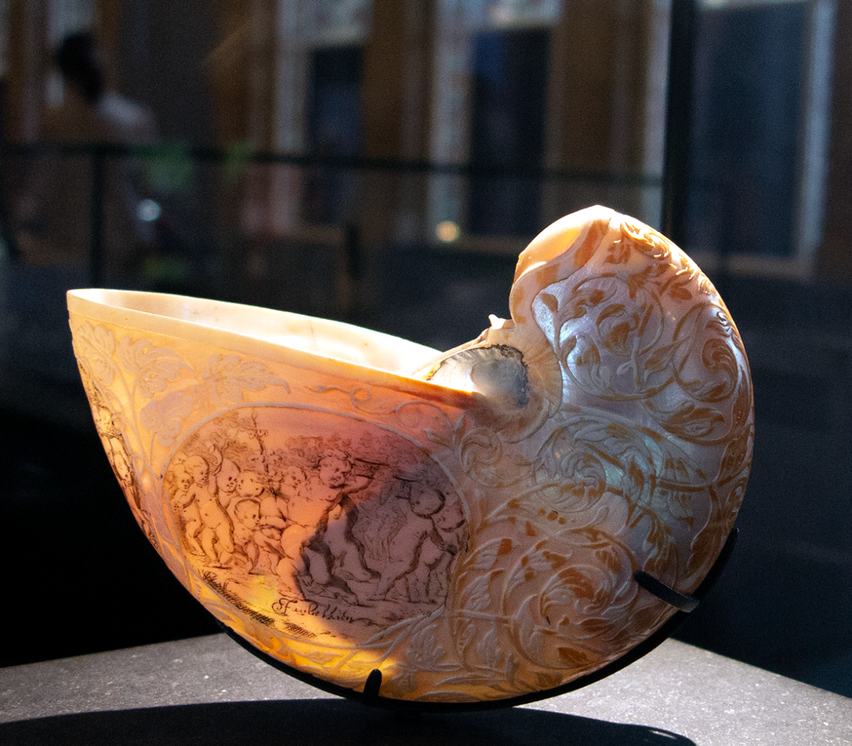 nautilus