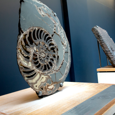 ammonite