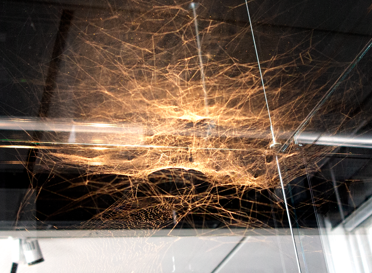 cosmic (spider)web