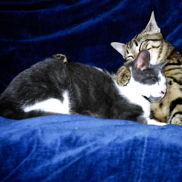 linus and atticus