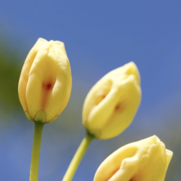 three