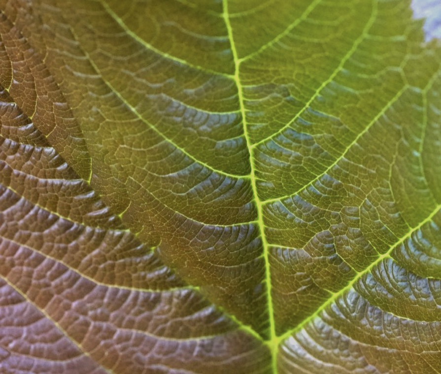 lines