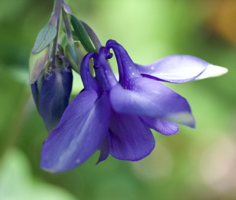 columbine