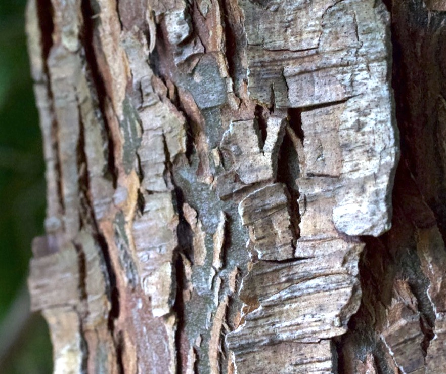 cedar