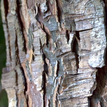 cedar