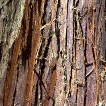 conifer