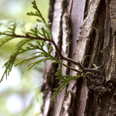 cedar