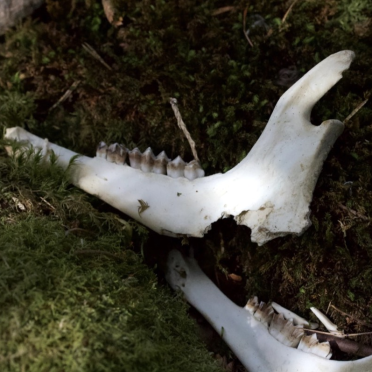 deer jaw