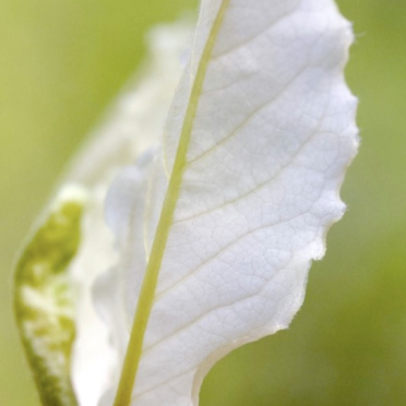 leafed
