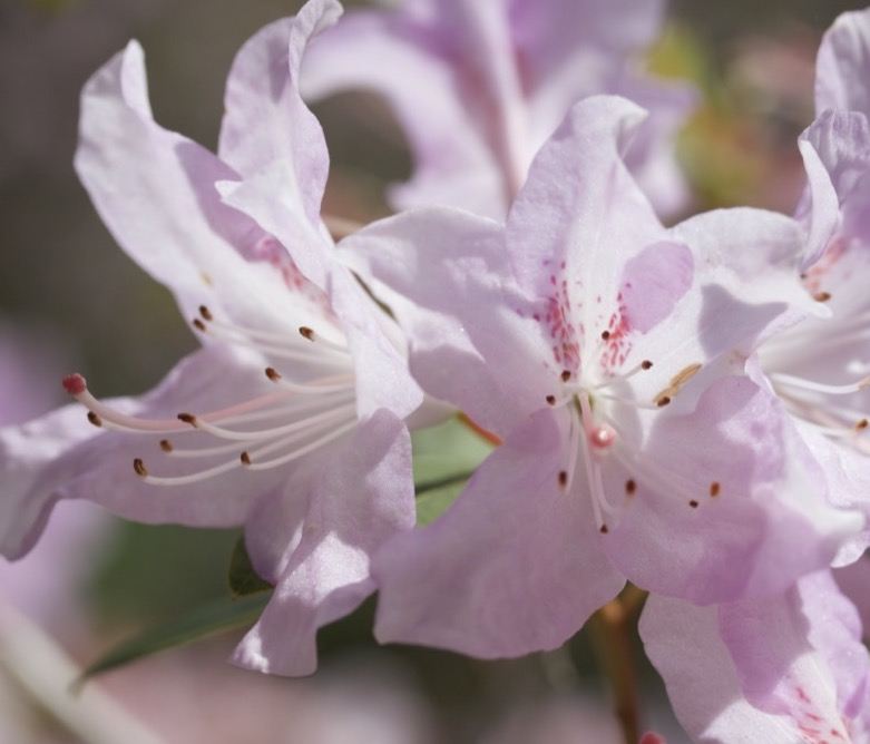 rododendron