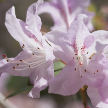 rododendron