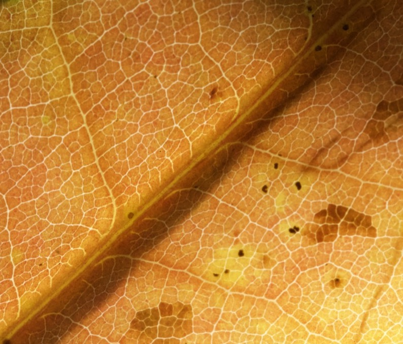 veins