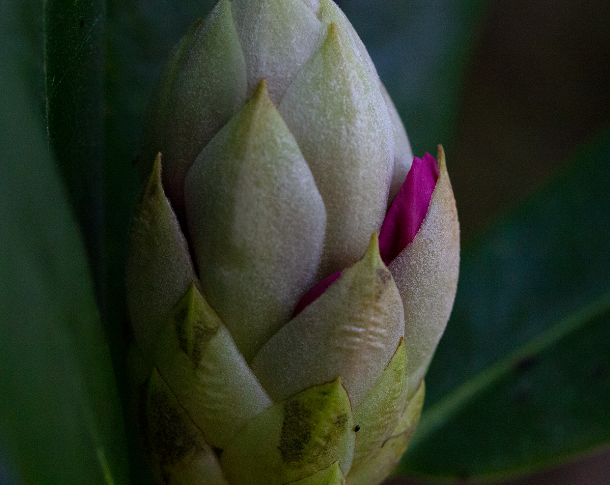 rododendron