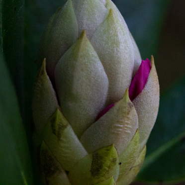 rododendron
