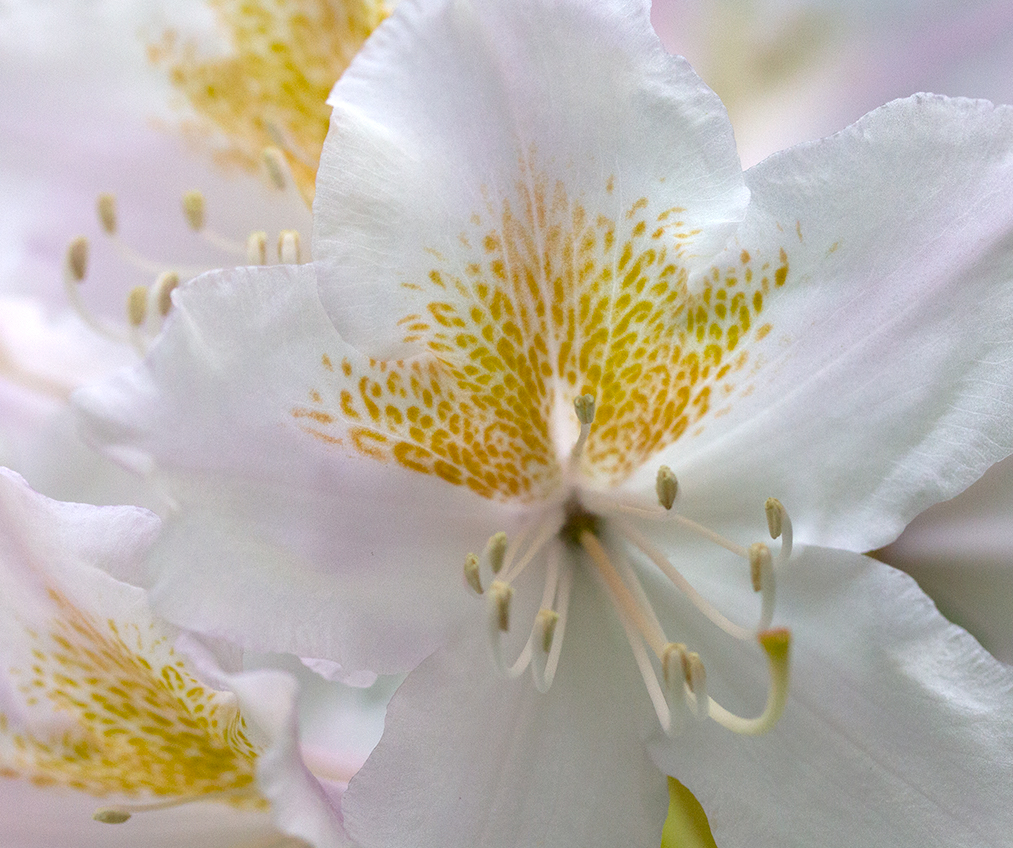 rododendron