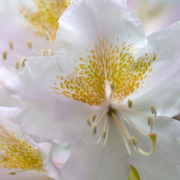 rododendron