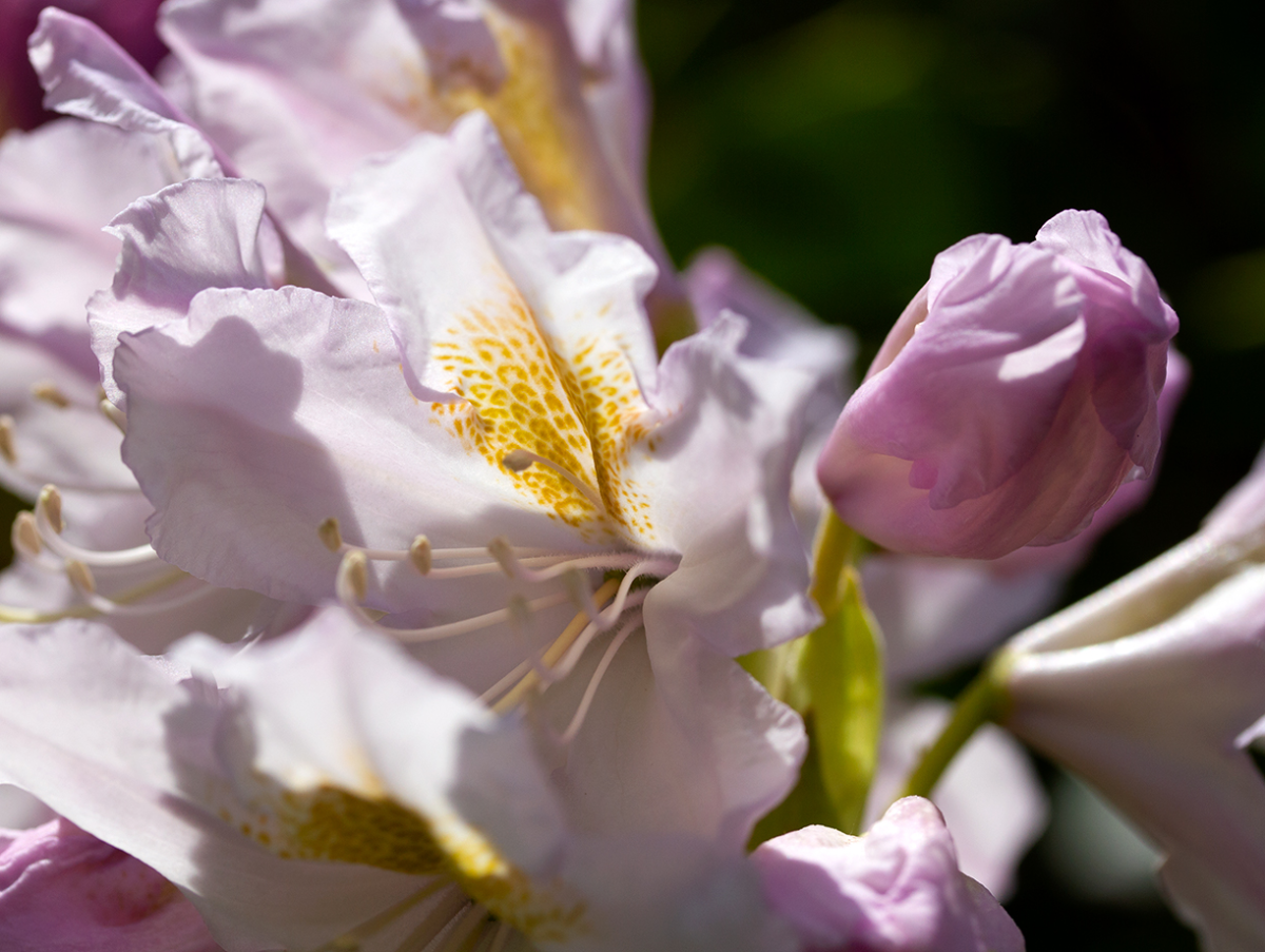 rododendron